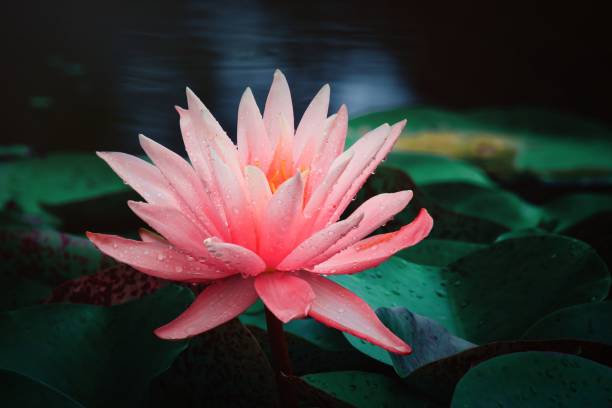 water lilies blooming in summer pond - single flower macro lotus close up imagens e fotografias de stock