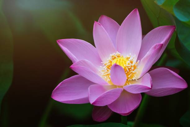 loto che fiorisce nello stagno estivo - lotus single flower water lily water foto e immagini stock