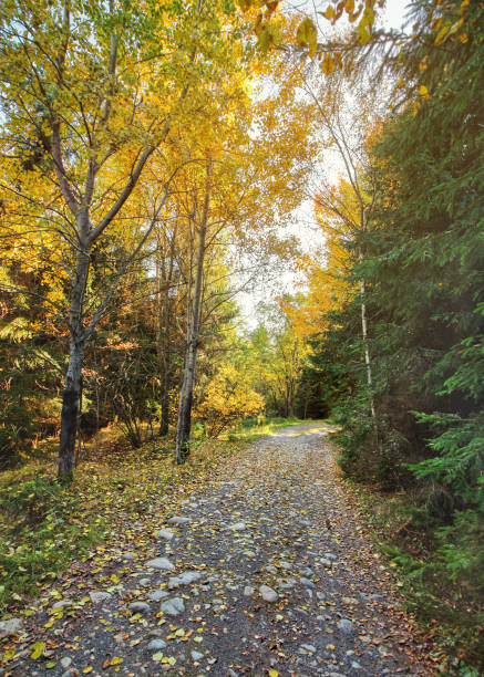 istock Dust and rock forest road, autumn coloured trees on both sides, sun backlight in background 1270427891