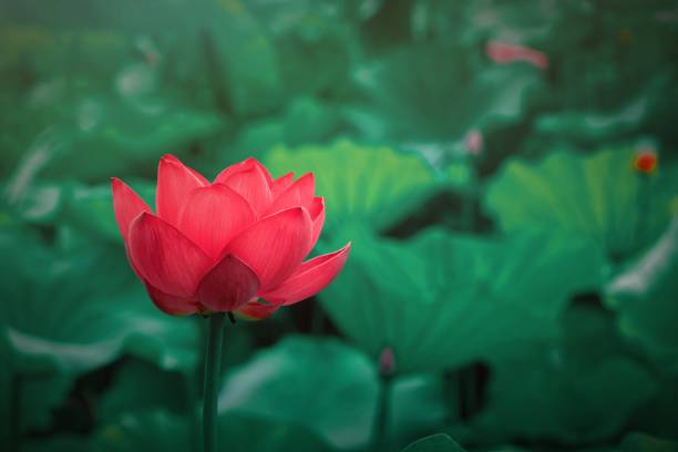 istock Lotus blooming in summer pond 1270428116