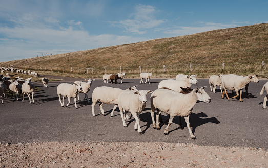 Sheep being herded along a country road