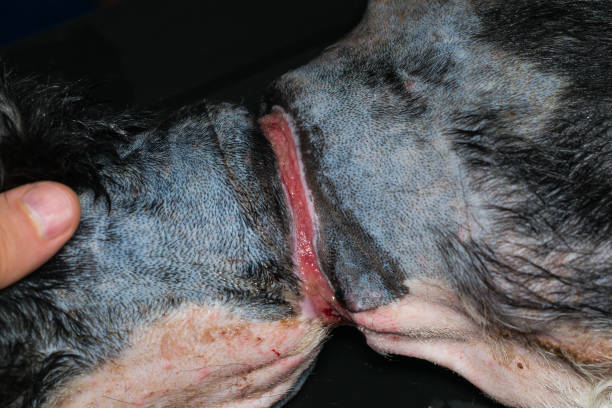 istock poor dog with a large wound around his neck because of a collar, before surgery 1270428639
