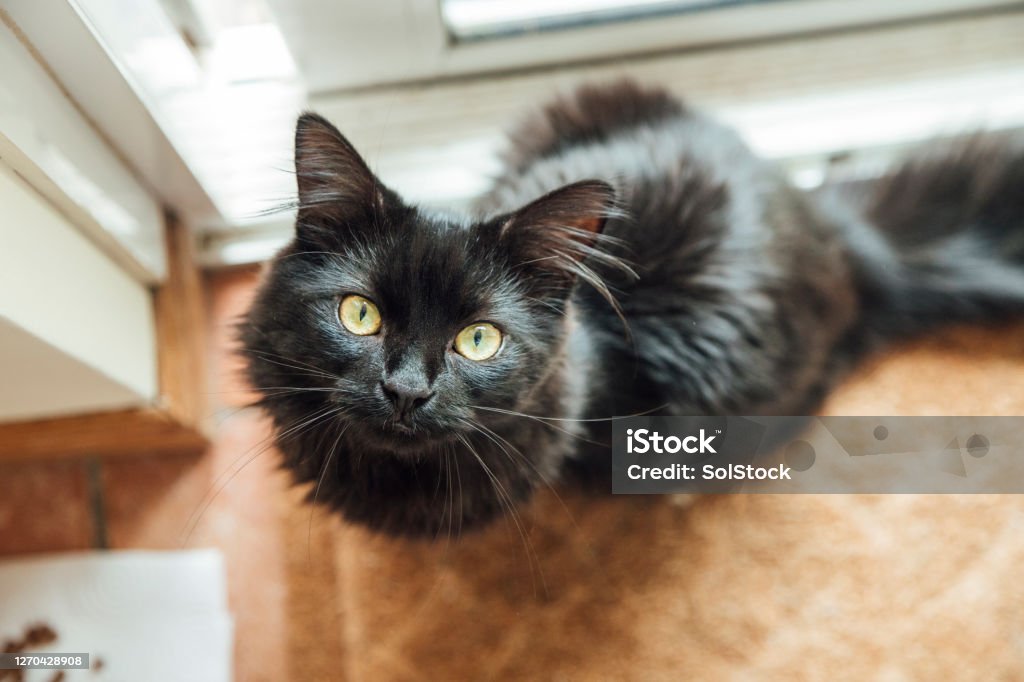 Cute Cat Close-up of a black cat sitting on the kitchen floor at home looking up at the camera. Domestic Cat Stock Photo