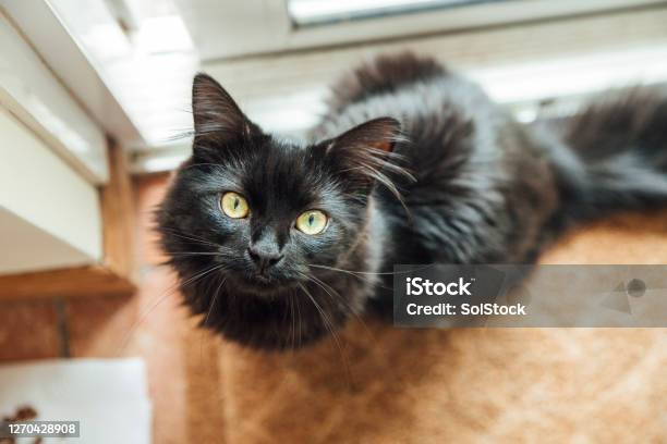 Cute Cat Stock Photo - Download Image Now - Domestic Cat, Black Color, Looking Up