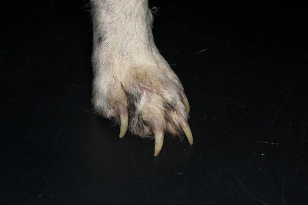istock neglected dog with the overgrown nails 1270429642