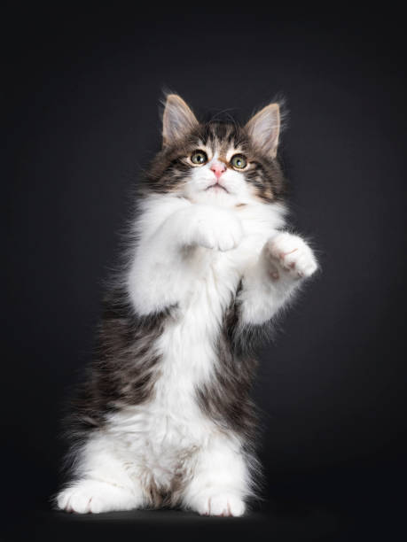istock Black tabby with white Norwegian Forestcat kitten on black 1270430253