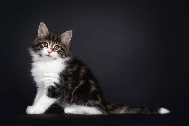 istock Black tabby with white Norwegian Forestcat kitten on black 1270430266