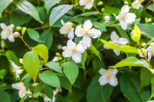 Blooming English dogwood shrub grows in spring garden