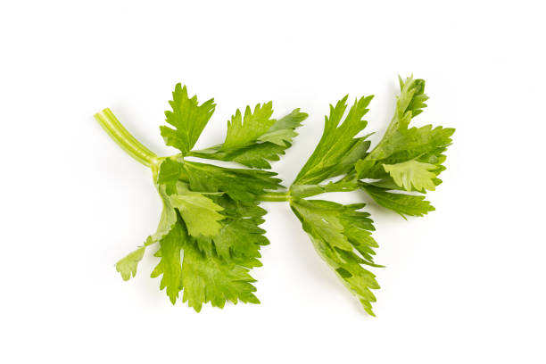 foglie di sedano su sfondo bianco - celery leaf celeriac isolated foto e immagini stock