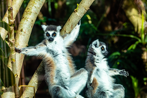 Ring-tailed lemur sitting on a log.