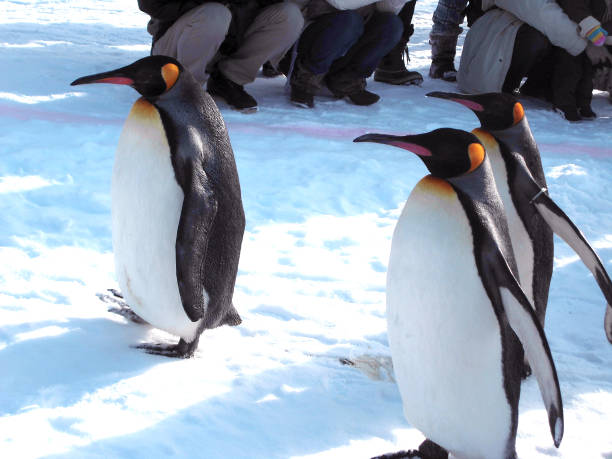 istock penguins family on a snow 1270437741