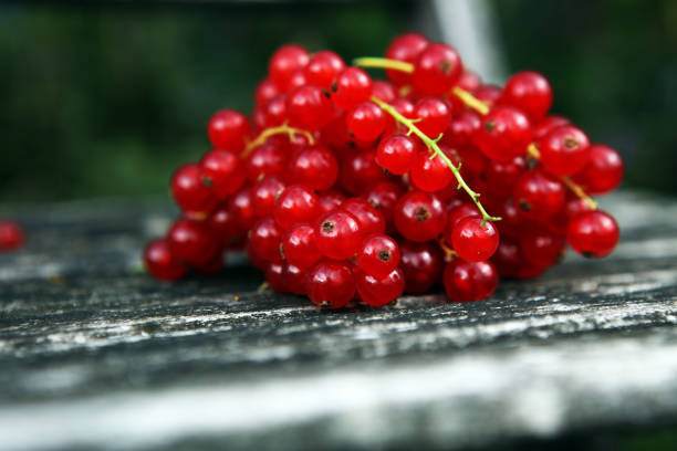 Fresh red currants on table. Healthy summer fruits.