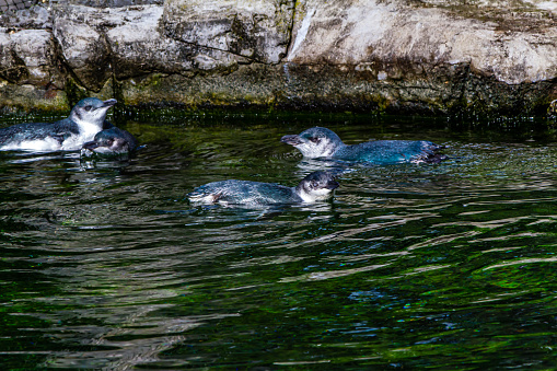 Little blue penguins frolic in their pond. Auckland Zoo, New Zealand