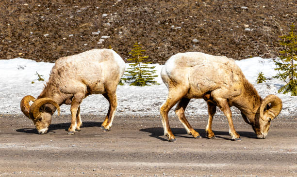 istock Big Horn Sheep on the roadside. Spray Valley Provincial Park, Alberta, Canada 1270438191