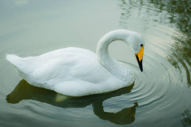 istock Duck swimming in the blue lake 1270438668