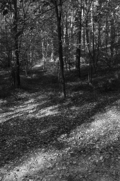istock Sunny footpath in autumn forest 1270439271