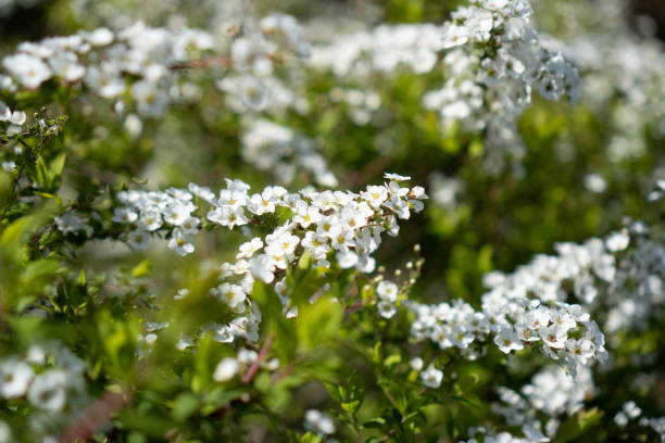 istock The white kodemari in park in spring 1270440449