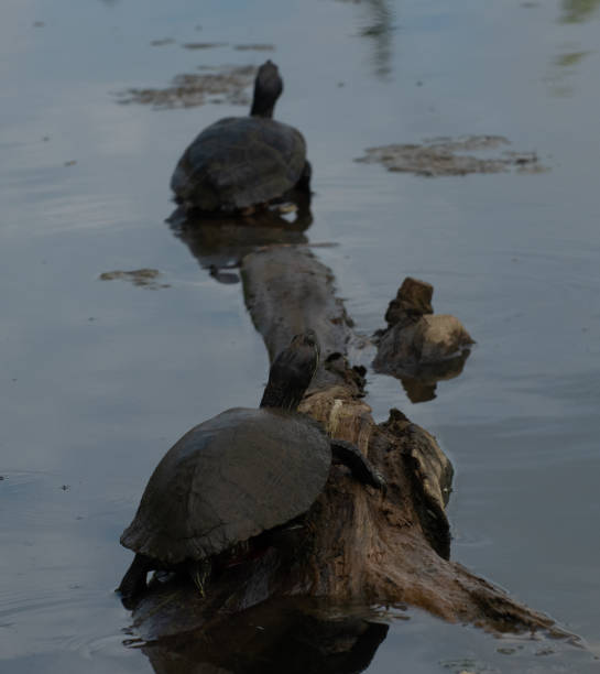 istock Multiple Red-eared slider Turtles at Cox Arboretum 1270443490