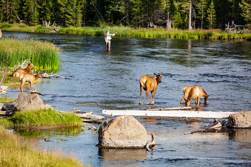 Fly Fishing in Yellowstone's Madison River in Yellowstone National Park, WY, United States