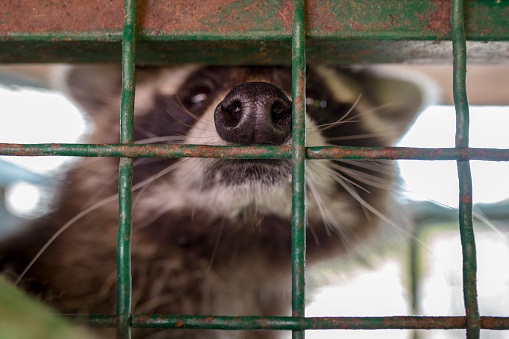 Raccoon in captivity. Portrait of raccoon closeup in cage