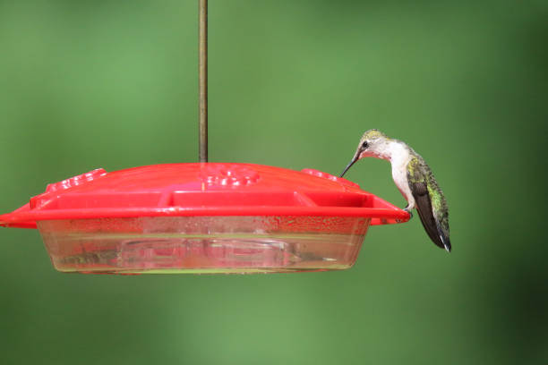 istock Ruby Throated Hummingbird Archilochus colubris visiting a feeder in summer 1270443976