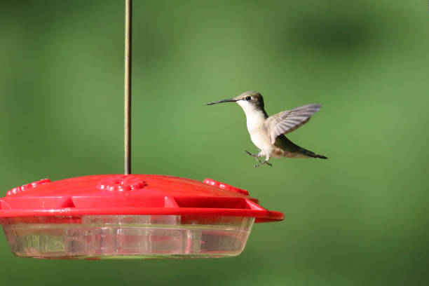 istock Ruby Throated Hummingbird Archilochus colubris visiting a feeder in summer 1270443983