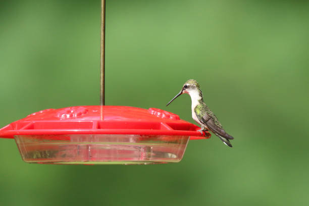 istock Ruby Throated Hummingbird Archilochus colubris visiting a feeder in summer 1270443987