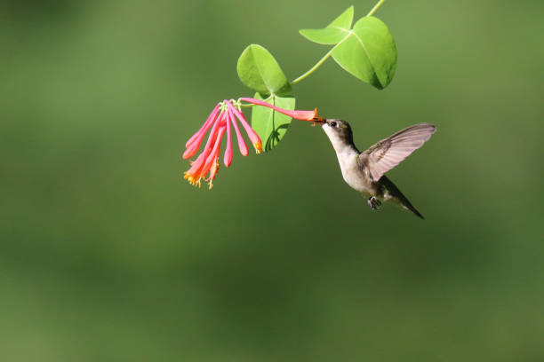 istock Ruby Throated Hummingbird feeding on honeysuckle flowers in summer 1270444024