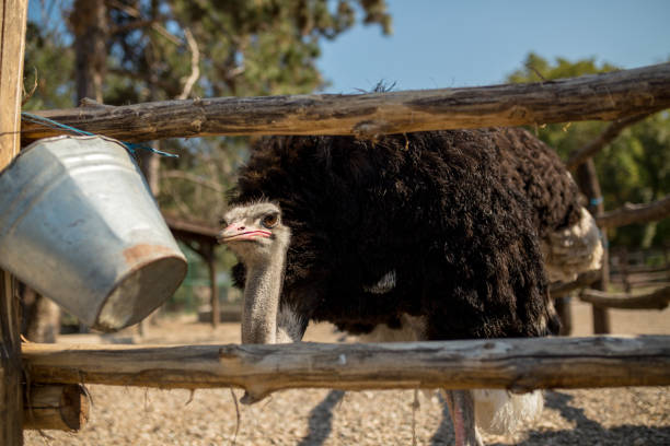 Ostrich ostrich bird head and neck front portrait in the park ostrich farm stock pictures, royalty-free photos & images