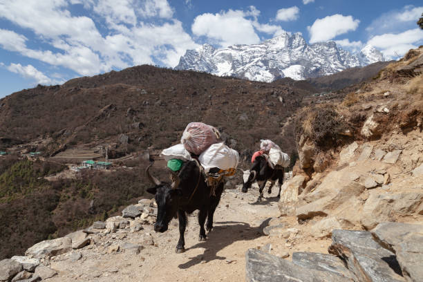 istock Yak of Nepal 1270446799