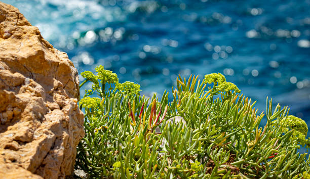 Sea Crist Marine criste clinging to a rock in the Mediterranean Sea salicornia stock pictures, royalty-free photos & images