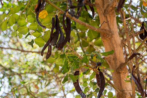 Leaves and ripe carob pods of carob tree