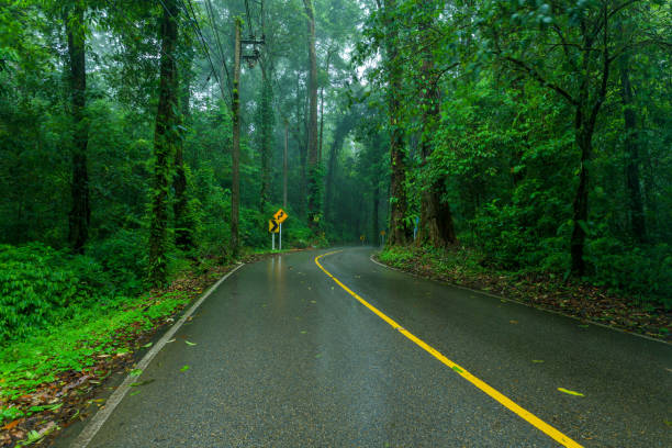 View asphalt road in the rainforest