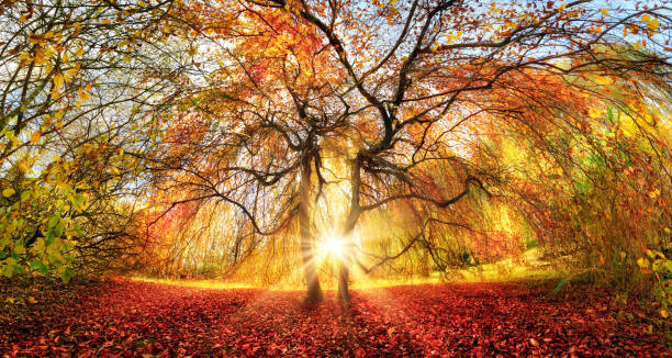 istock Fascinating autumn colors in a park 1270447612