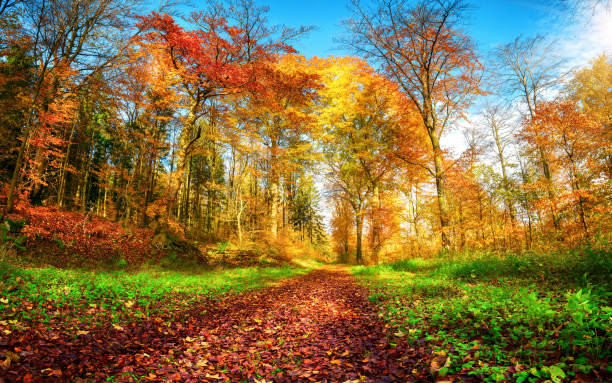 istock Forest path in vibrant autumn colors 1270447667