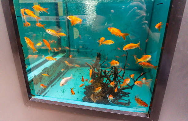 istock Golden fishes 1270447691