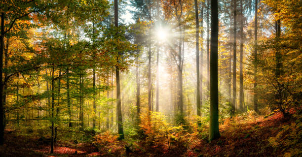 istock Sunny autumn scenery in a colorful forest 1270447734