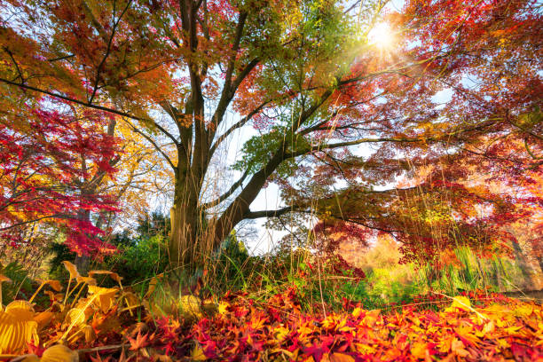 Gorgeous autumn colors in a park, the sun shining through the colorful branches of a tree unto the foliage covered ground