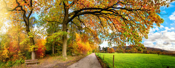 istock Colorful rural panoramic scenery in autumn 1270448060