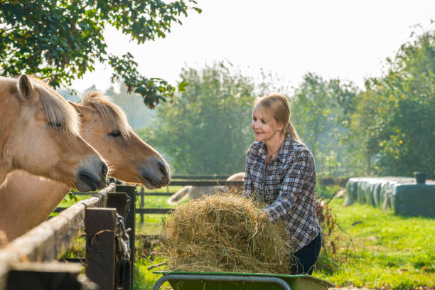 istock Woman feeding her horses 1270448647