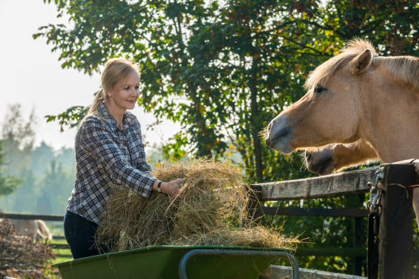 istock Woman feeding her horses 1270449199