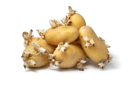 Heap of sprouted organic potatoes isolated on white background