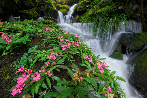 Beautiful flower (Habenaria orchid) and waterfall in deep forest at Phu Hin Rong Kla National Park, Thailand.