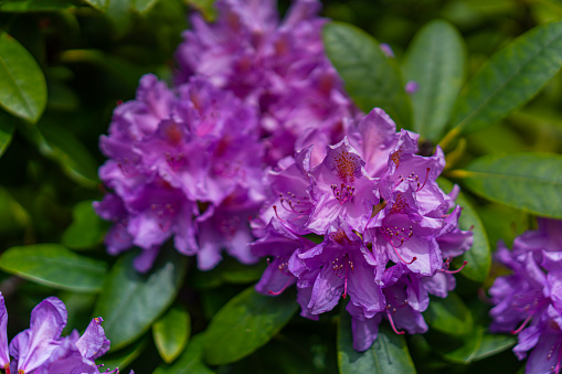 Closeup photo of a beautiful purple rhododendron.