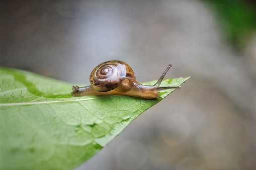 Close up photography of snail who crawls on the moss.  One day in the forest.