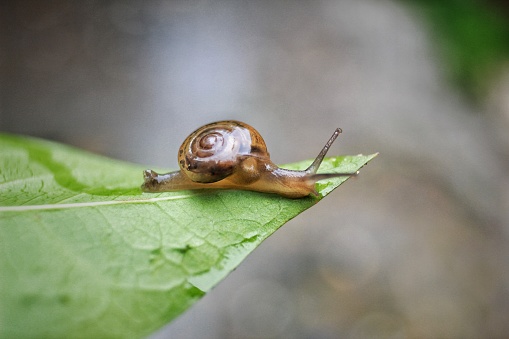 A snail is walking in the grass