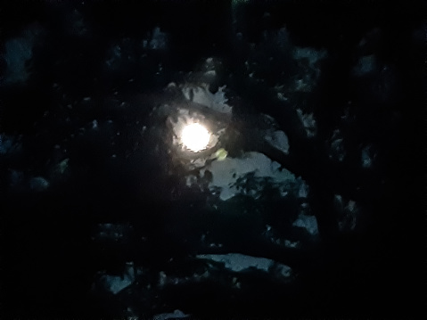 At night the moonlight can be seen through the gaps in the trees and the clear sky.