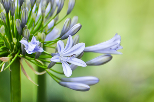 Blue Agapanthus Flower