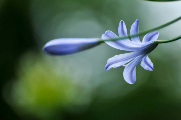 istock Blue Agapanthus Flower 1270451688