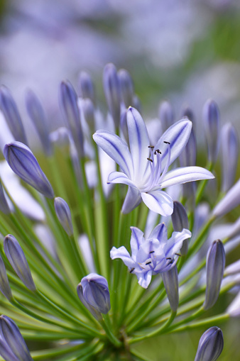 Blue Agapanthus Flower